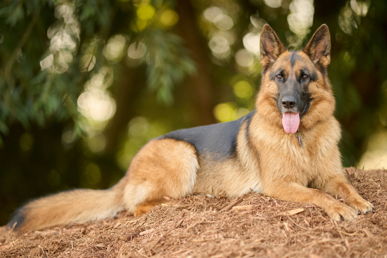 Dog Breed Guide: Understanding The German Shepherd – Vetericyn Animal  Wellness, image size:1500x1000