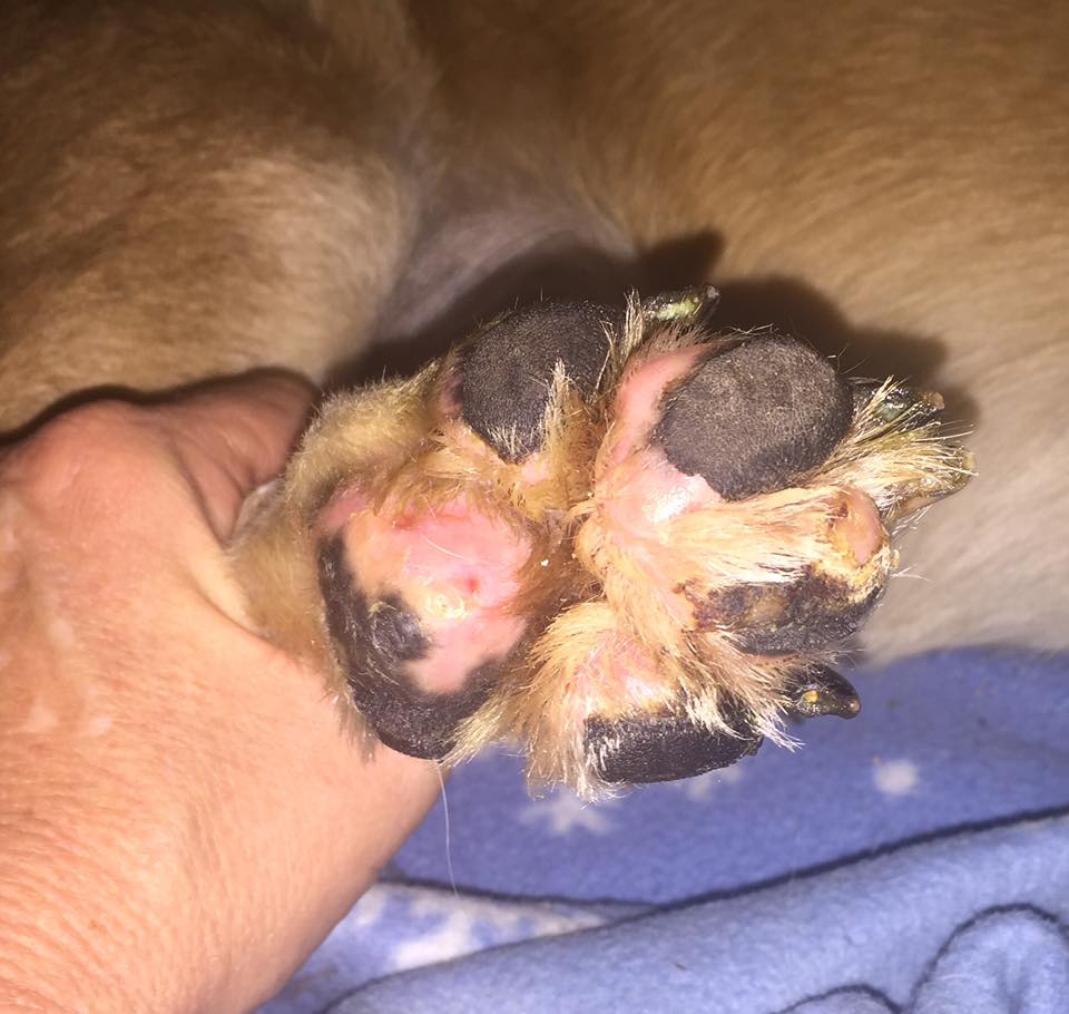 paws healing after burns