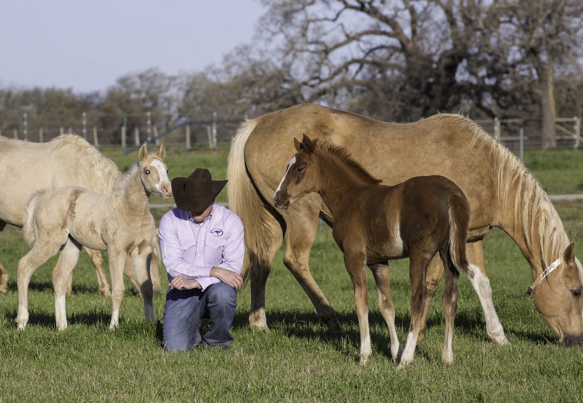 Horse trainer Clinton Anderson explains the importance of creating draw with young horses