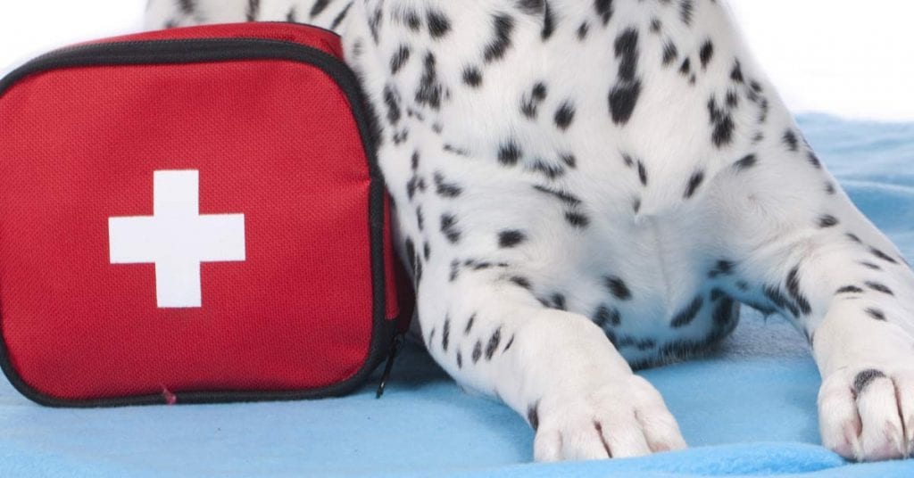 animal first aid kit