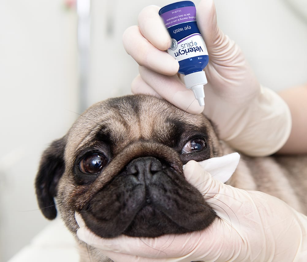 Pet eye care tips - Vetericyn Animal Wellness