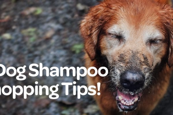 5 Easy Steps to Treating Hot Spots on Dogs | Dog Care Tips