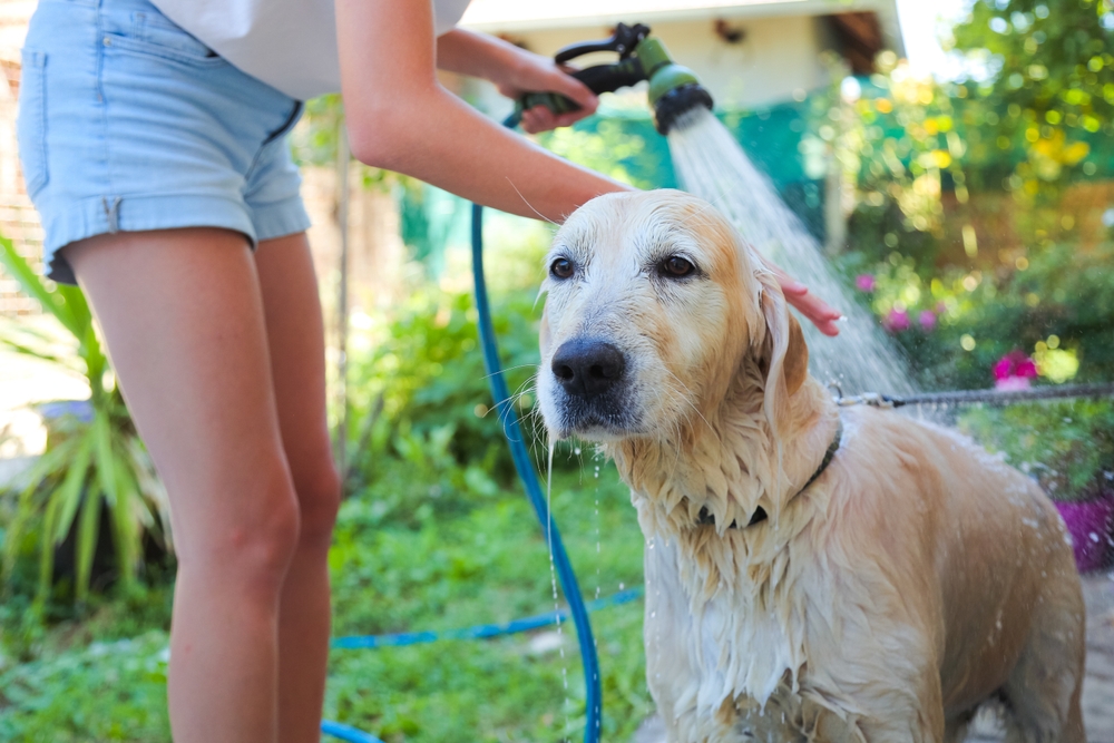 Washing a dog