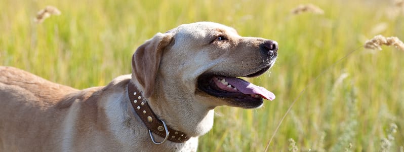 Best dog shampoo for 2024 labradors