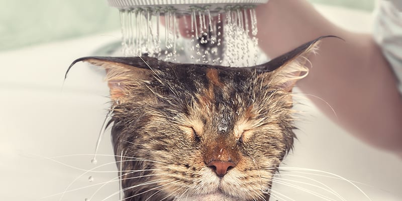 Yes, You Can Bathe a Cat - Vetericyn Animal Wellness