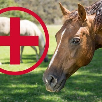 what to keep in your equine first aid kit