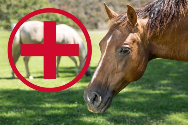 what to keep in your equine first aid kit