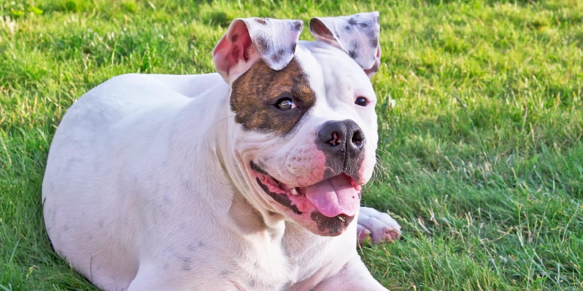 Best shampoo for american bully sale