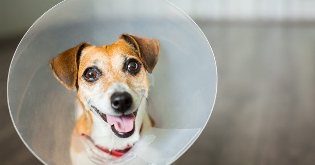 Collar after best sale neutering dog