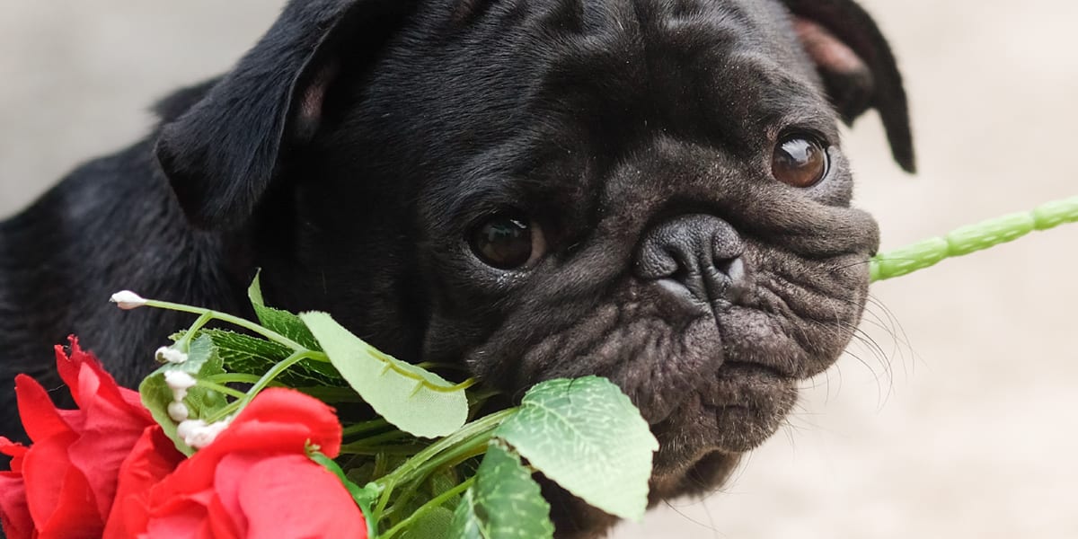 10 Valentine\'s Date Ideas for You and Your Dog - Vetericyn Animal ...