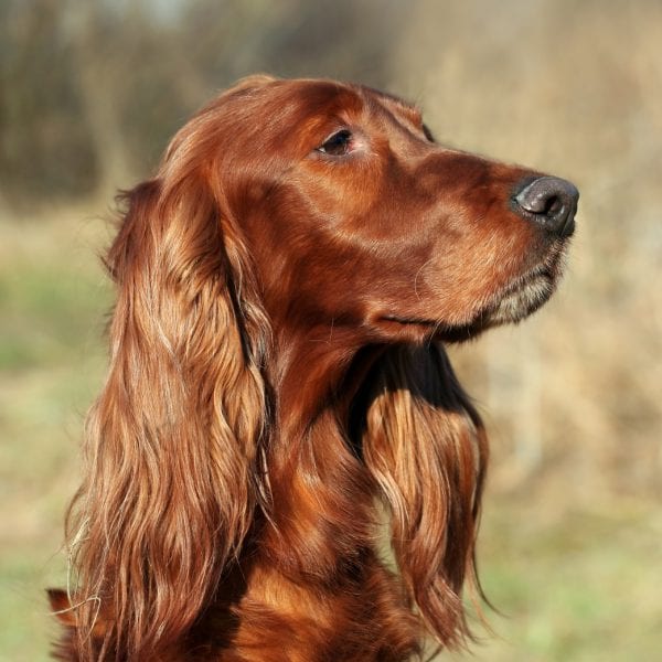 Long haired shop red dog