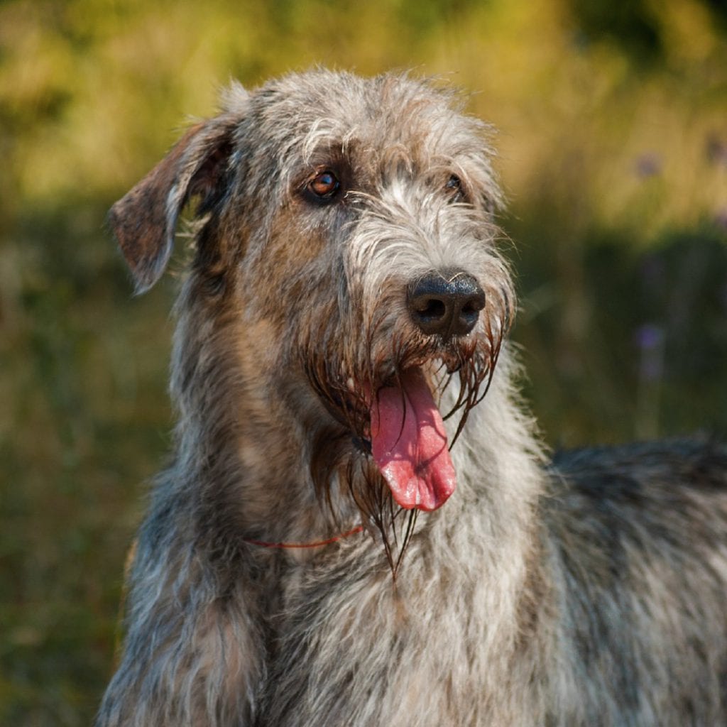 The 9 Official Irish Dog Breeds to Help You Celebrate St. Patrick's Day