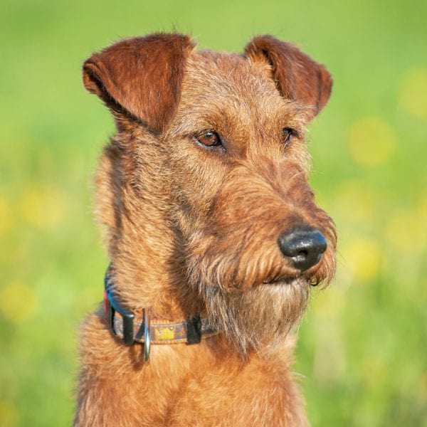 9 irish dog breeds