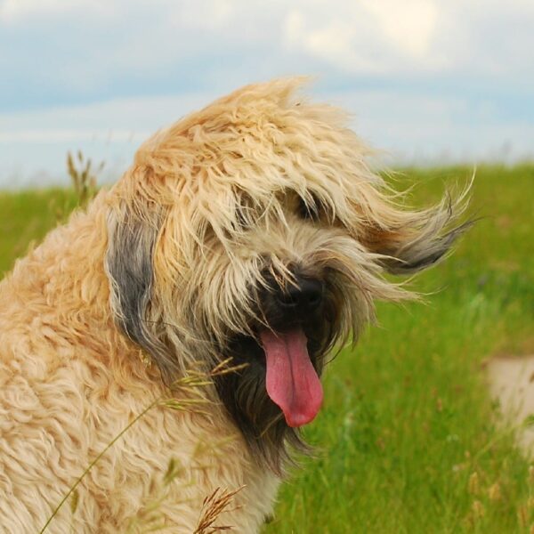 9 irish dog breeds