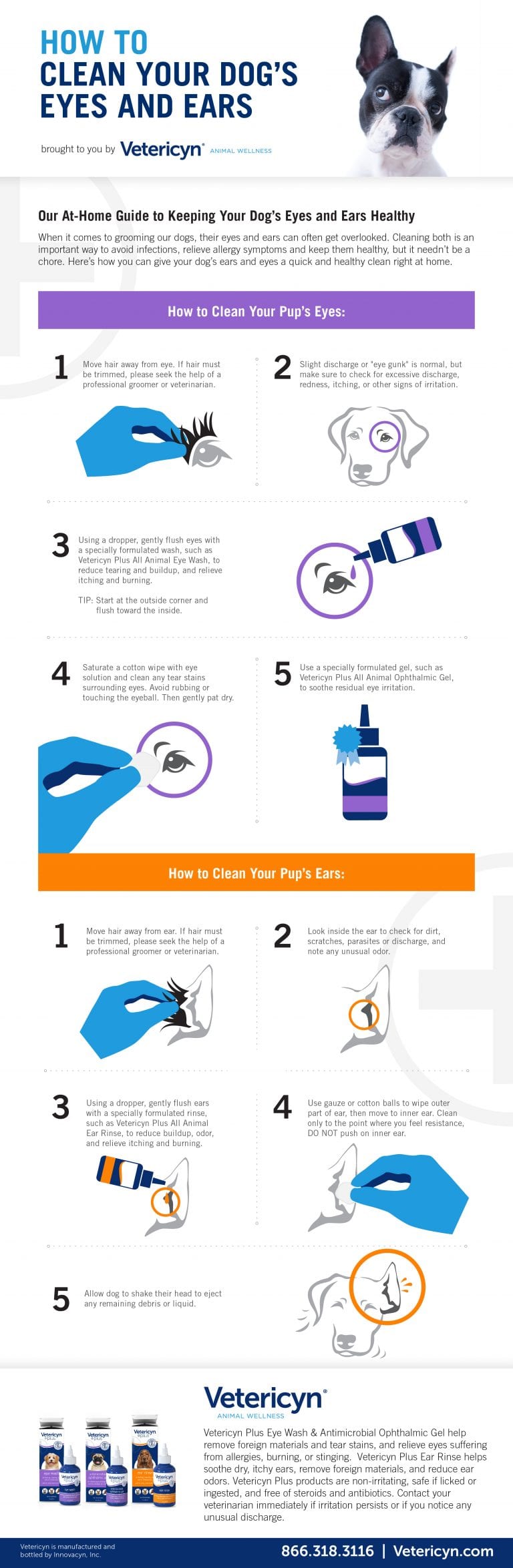 How To Clean Your Dog's Eyes and Ears Infographic Vetericyn Animal