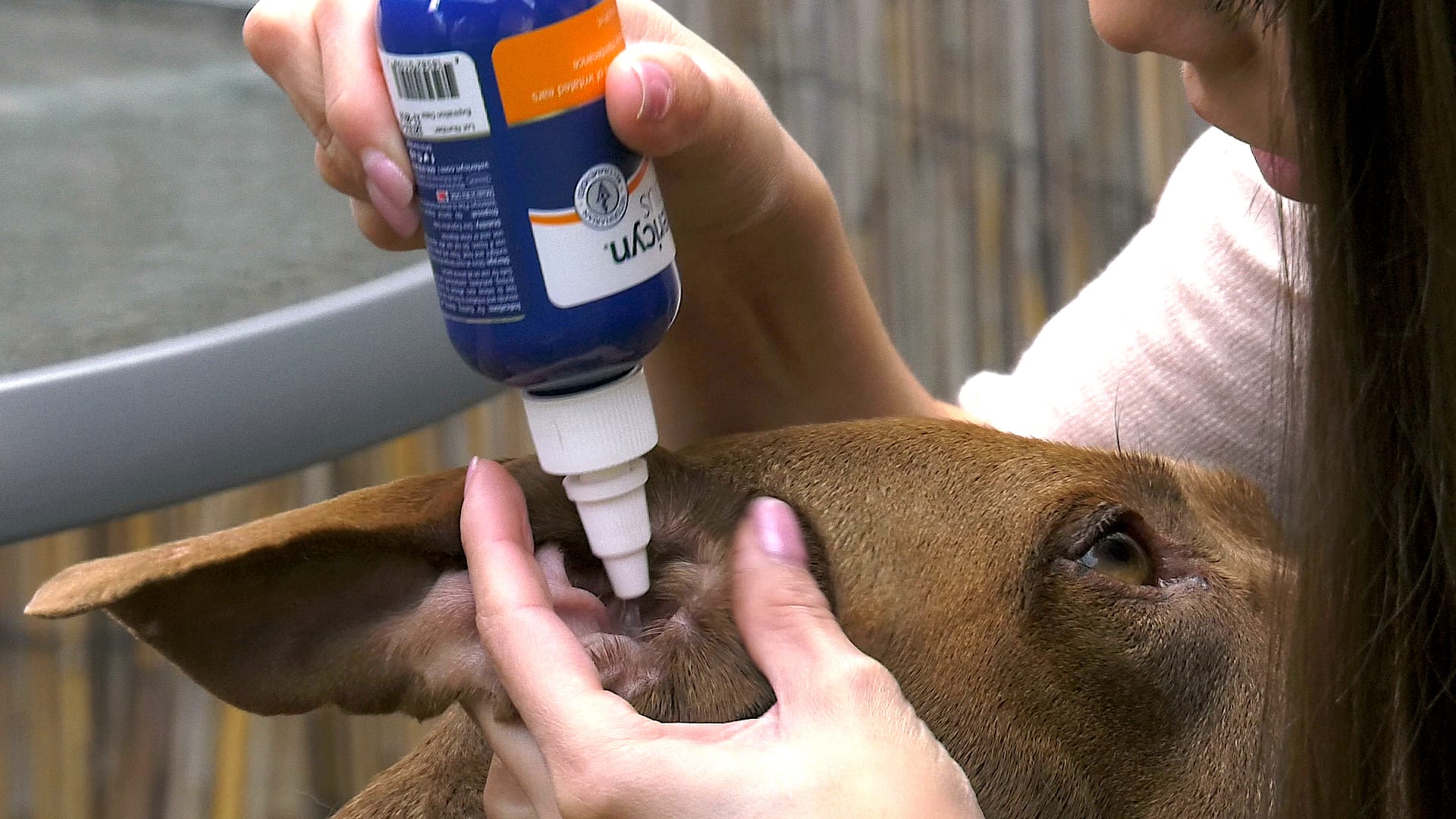 Using Vetericyn Plus Ear Rinse to clean dog's ears