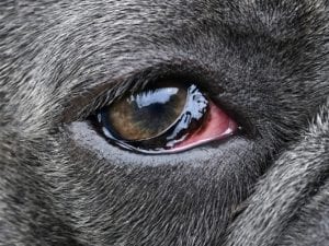what does it mean when a dog's eyes are red
