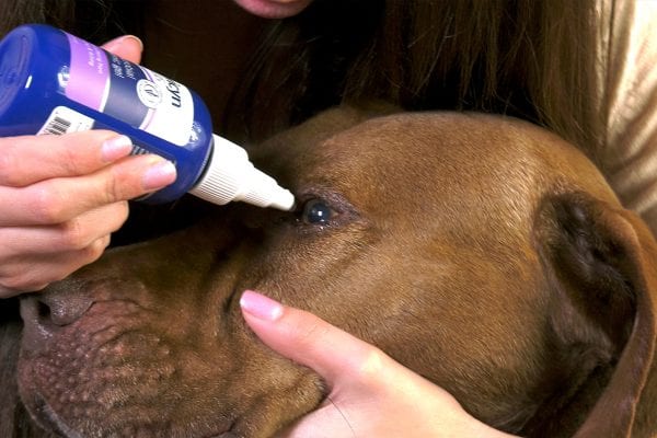 Rinsing a dog's eyes with Vetericyn Plus Eye Wash