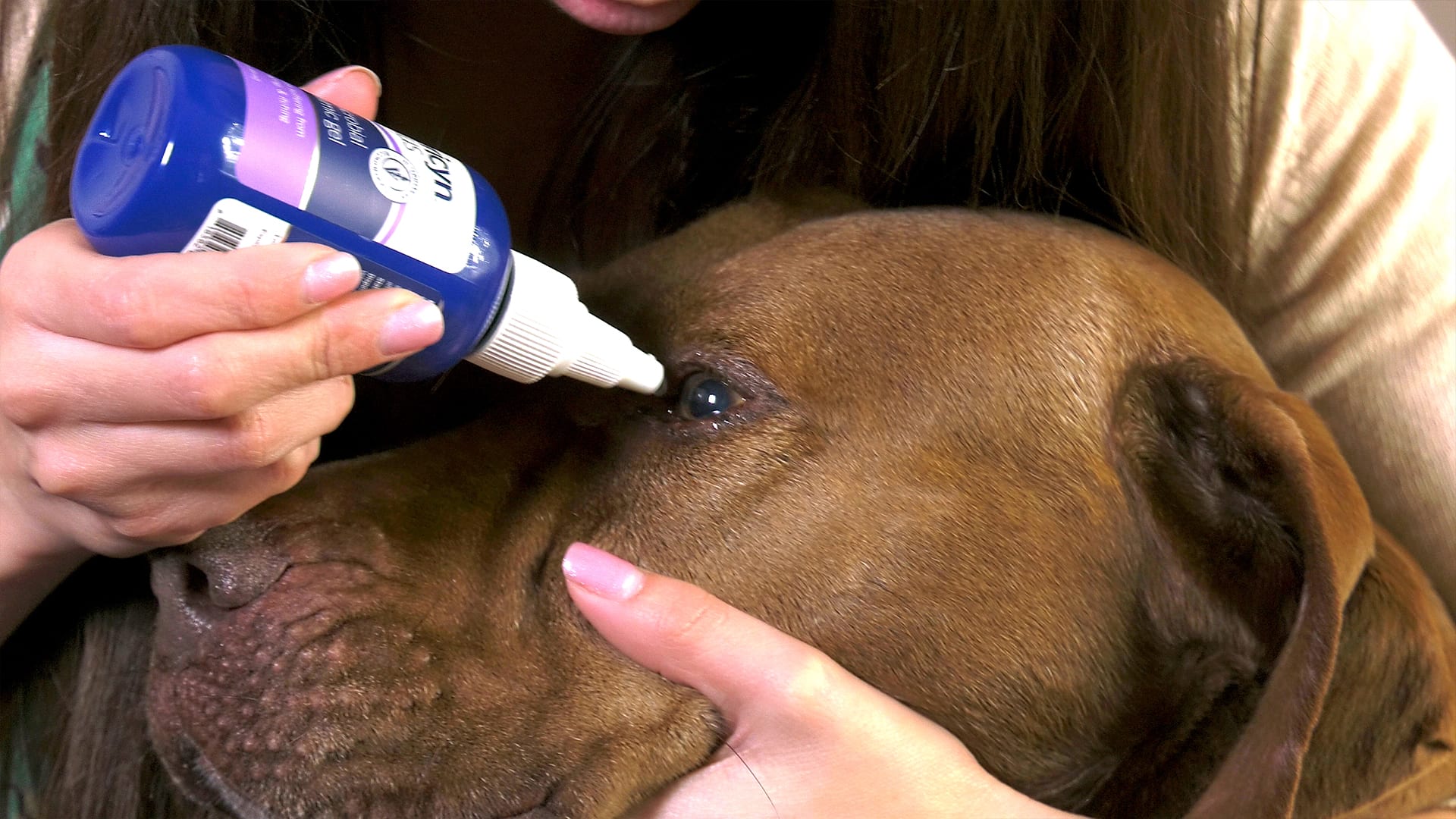 Rinsing a dog's eyes with Vetericyn Plus Eye Wash