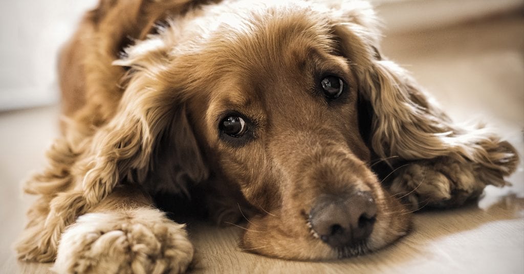 how can i treat my dogs yeast infection
