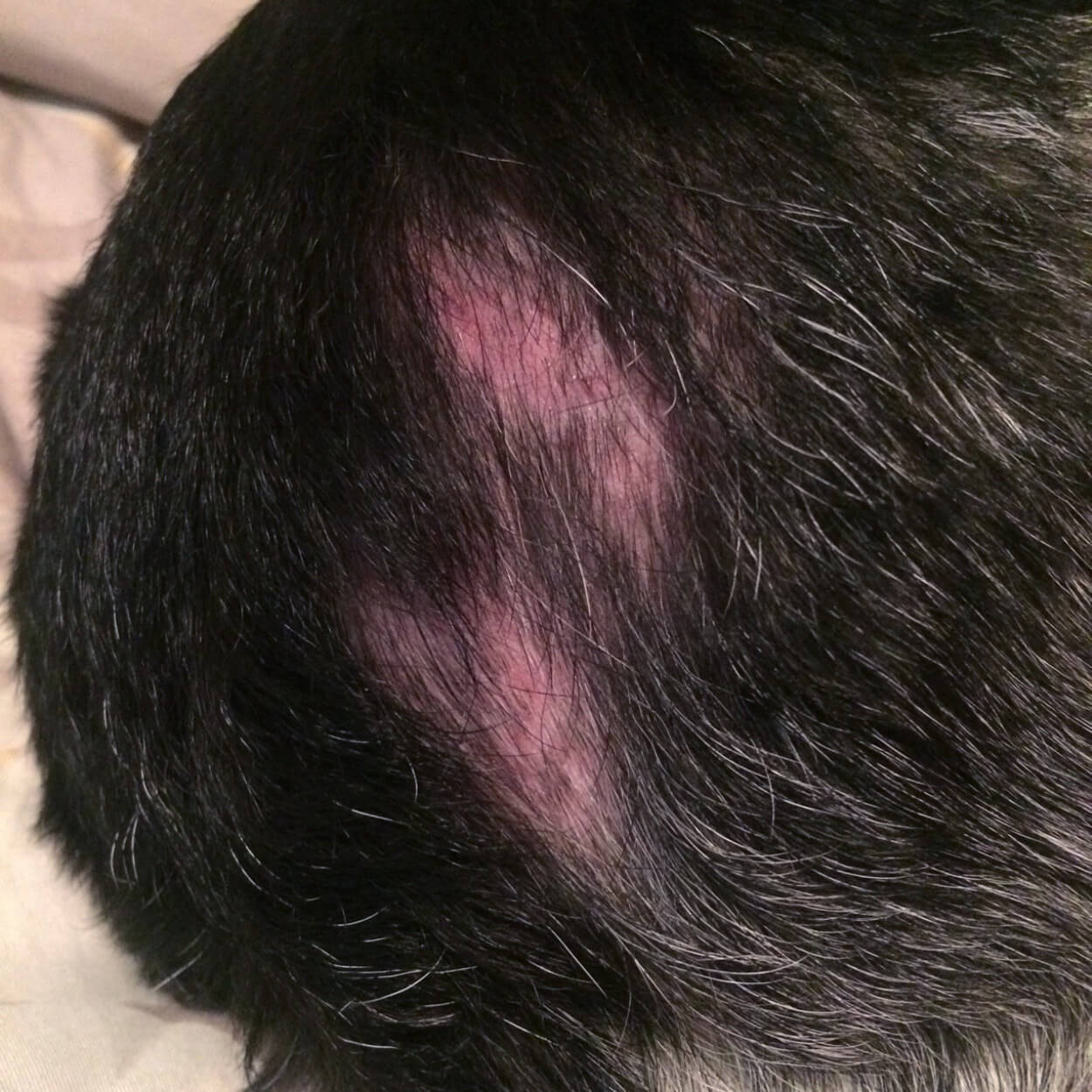 Dog with hot spots - Vetericyn Animal Wellness