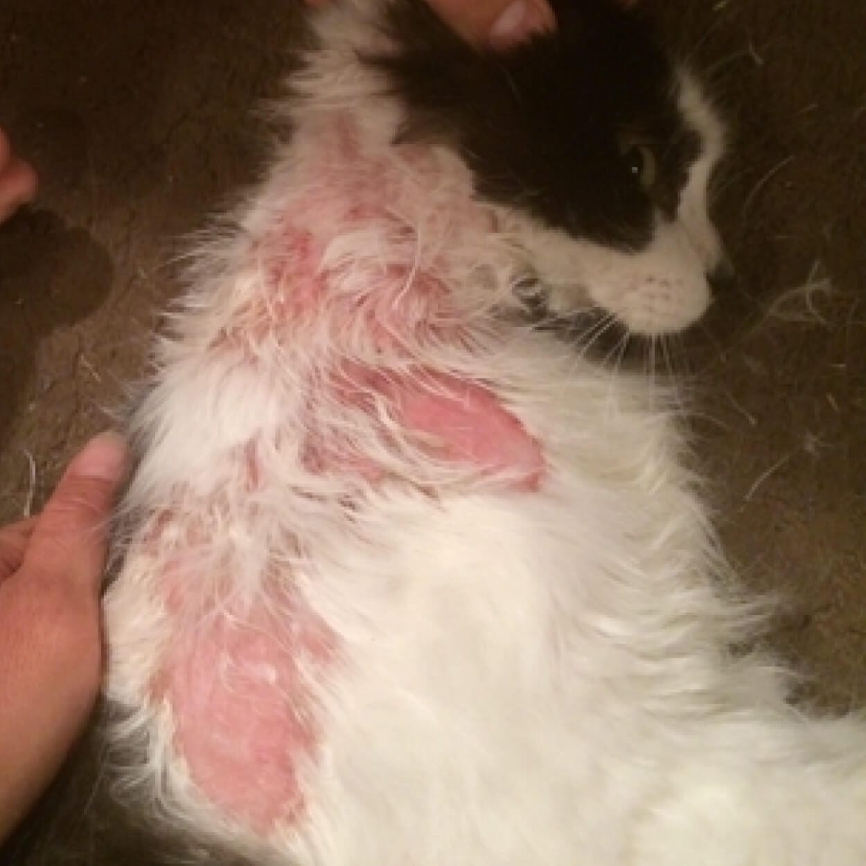 Cat with skin burn Vetericyn Animal Wellness