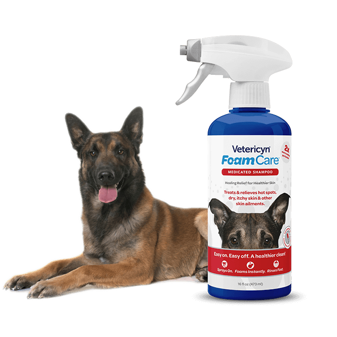 Medicated shampoo for hotsell dogs with dry skin