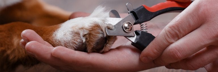 6 Tips to Keep Your Dog's Paws Healthy – The Honest Kitchen