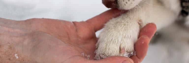 How to Keep Your Dog's Paw Pads From Tearing or Getting Cut While Walking -  YouDidWhatWithYourWiener.com