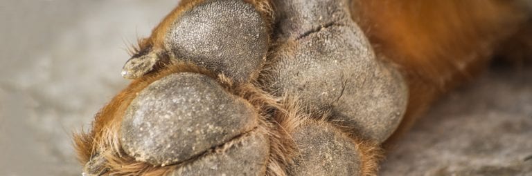 Caring For Cracked Canine Paws