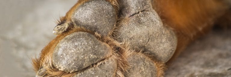 Home remedies for shop cracked dog paws