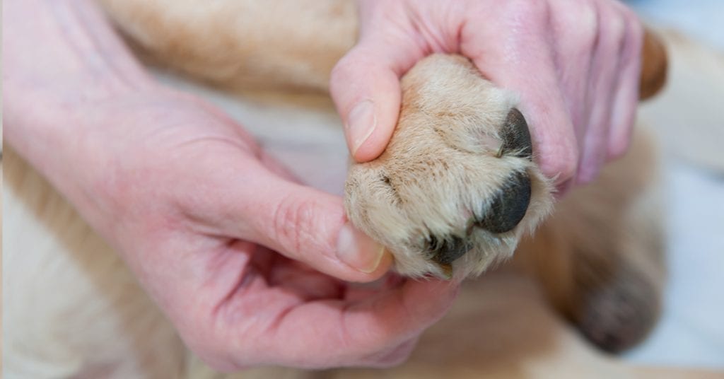 dog biting pads of feet