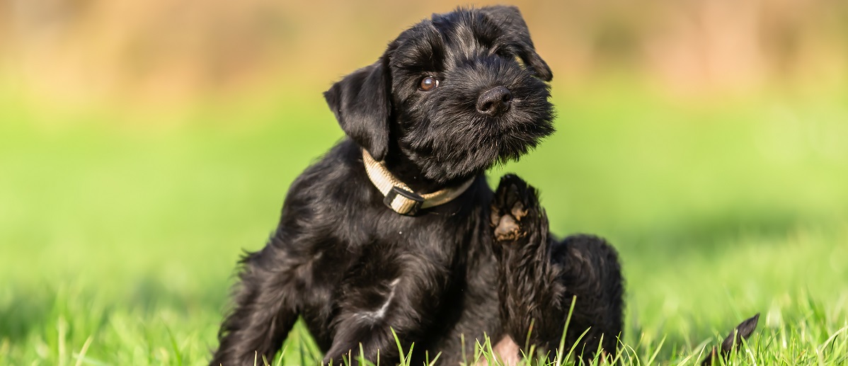 schnauzer puppy sits on the meadow and scratches himself behind the ear