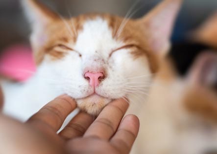 Cat losing hair hot sale on bottom lip