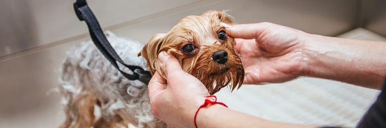 Dog Spraying Water during Bath - 2022