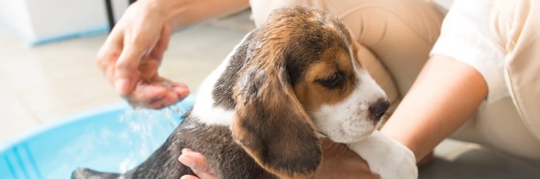 how to get dog in bathtub