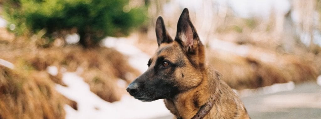 belgian malinois food allergies