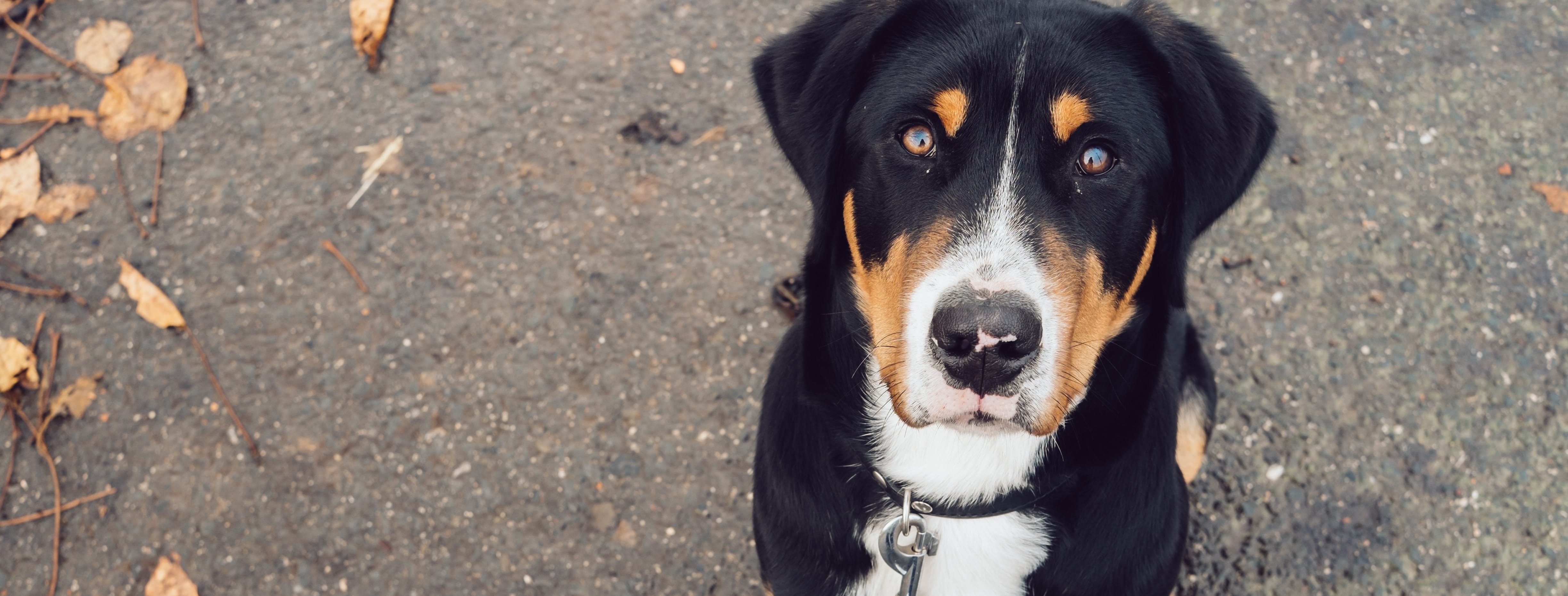 what does it mean when a puppy stomach is hot