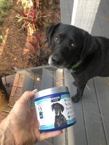All-In product in front of dog