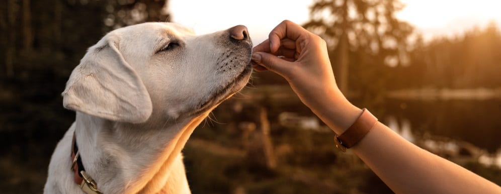 How To Tell If Your Dog Has A Vitamin Deficiency - Wallpaper