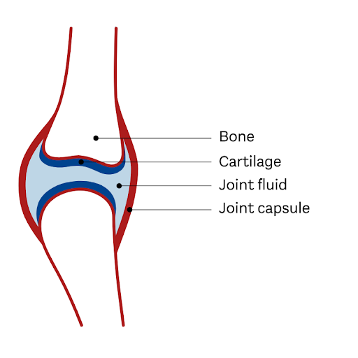 Joint anatomy