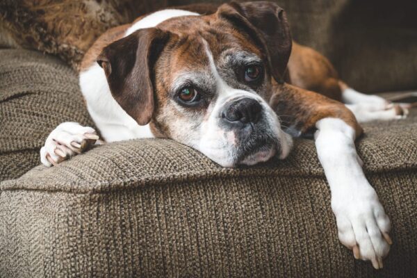 old boxer dogs