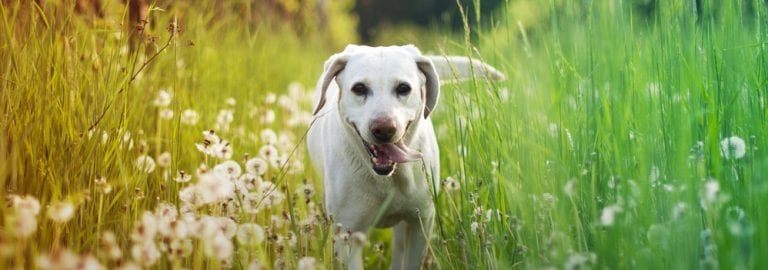 Signs and Symptoms of Seasonal Allergies in Dogs | Vetericyn