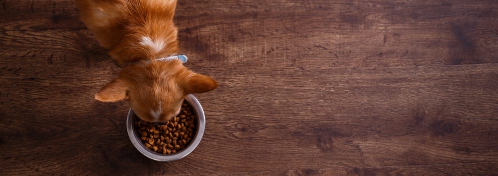 how long does it take for dogs food to digest