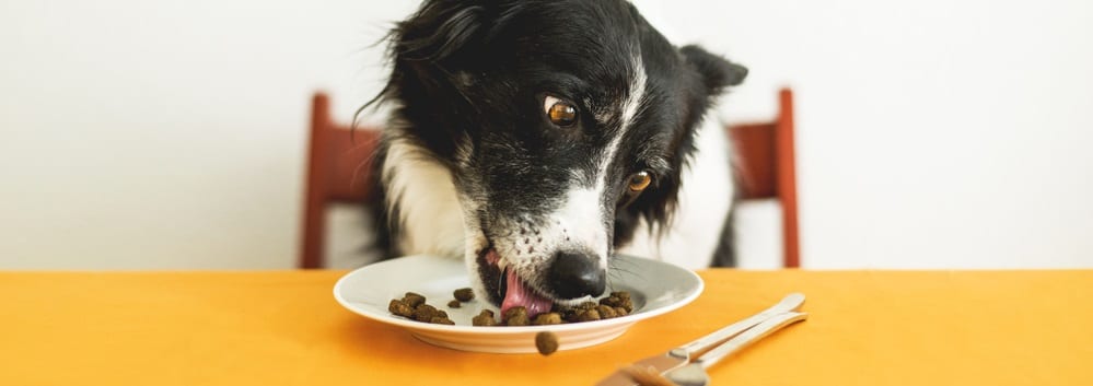 how long does it take for food to get through a dogs system