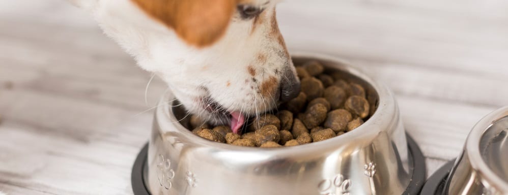 how long does it take for dogs food to digest