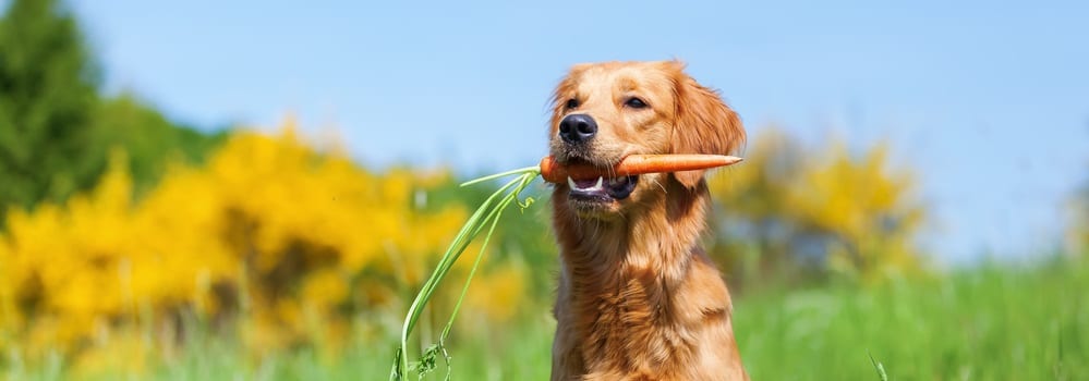 how can i improve my dogs digestion