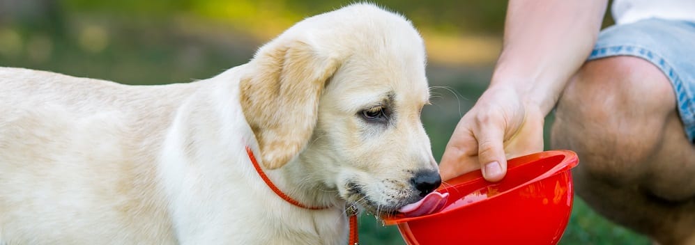 How to Boost Your Dog's Immune System