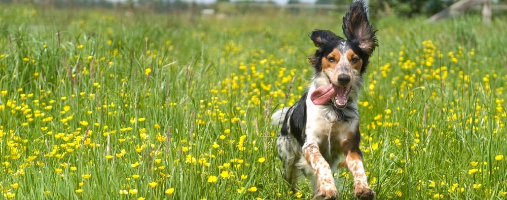 Understanding Seasonal Allergies in Dogs: Symptoms and Treatment - Importance of early detection and treatment