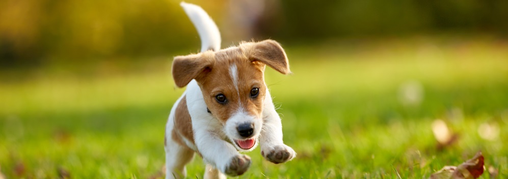 Stone House Animal Hospital - Mental stimulation is key to your dog living  a happy and healthy life! Dogs are smart beings and require mental exercise  along with physical exercise.